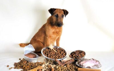 How Stress Can Impact Your Pets Digestion, Eating Habits, and Weight Management