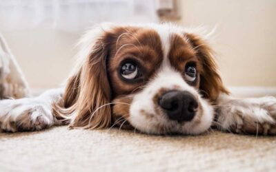How Stress Can Impact Your Pet’s Behavior