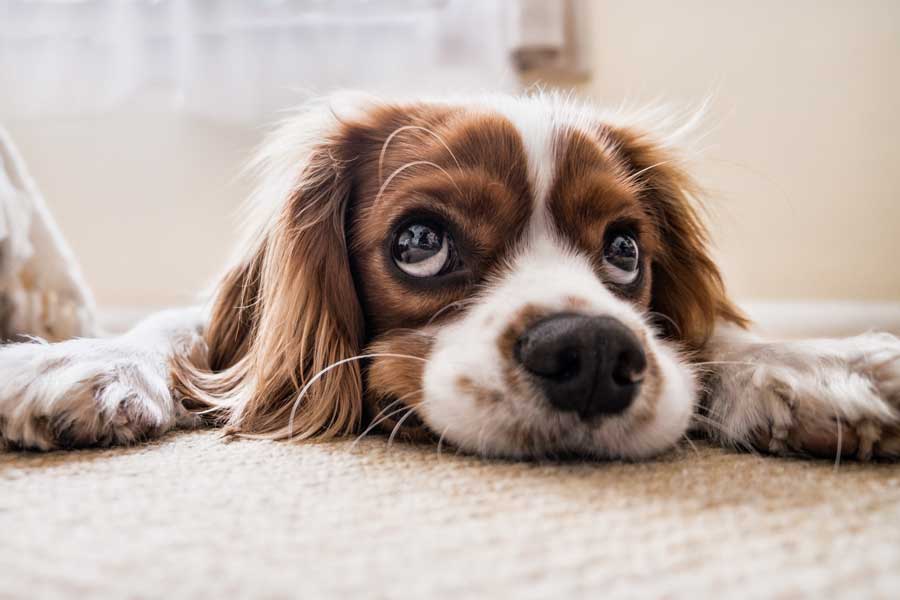 How Stress Can Impact Your Pet’s Behavior