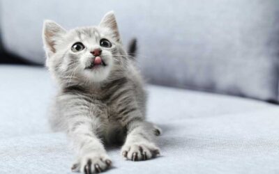 How Your Pet’s Stress Can Lead to Improper Elimination