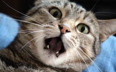 The Effects of Stress on Your Pet’s Skin