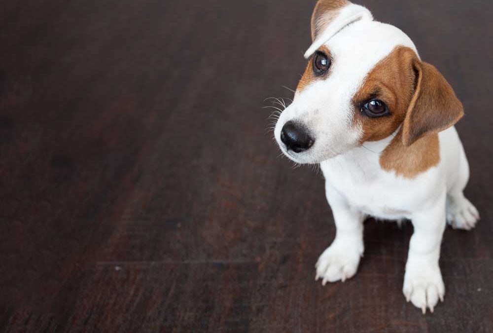 How Stress Impacts the Health and Well-Being of Pets