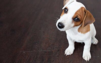 How Stress Impacts the Health and Well-Being of Pets